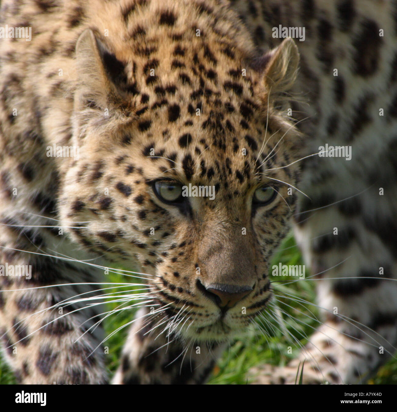 Amur leopard hi-res stock photography and images - Alamy