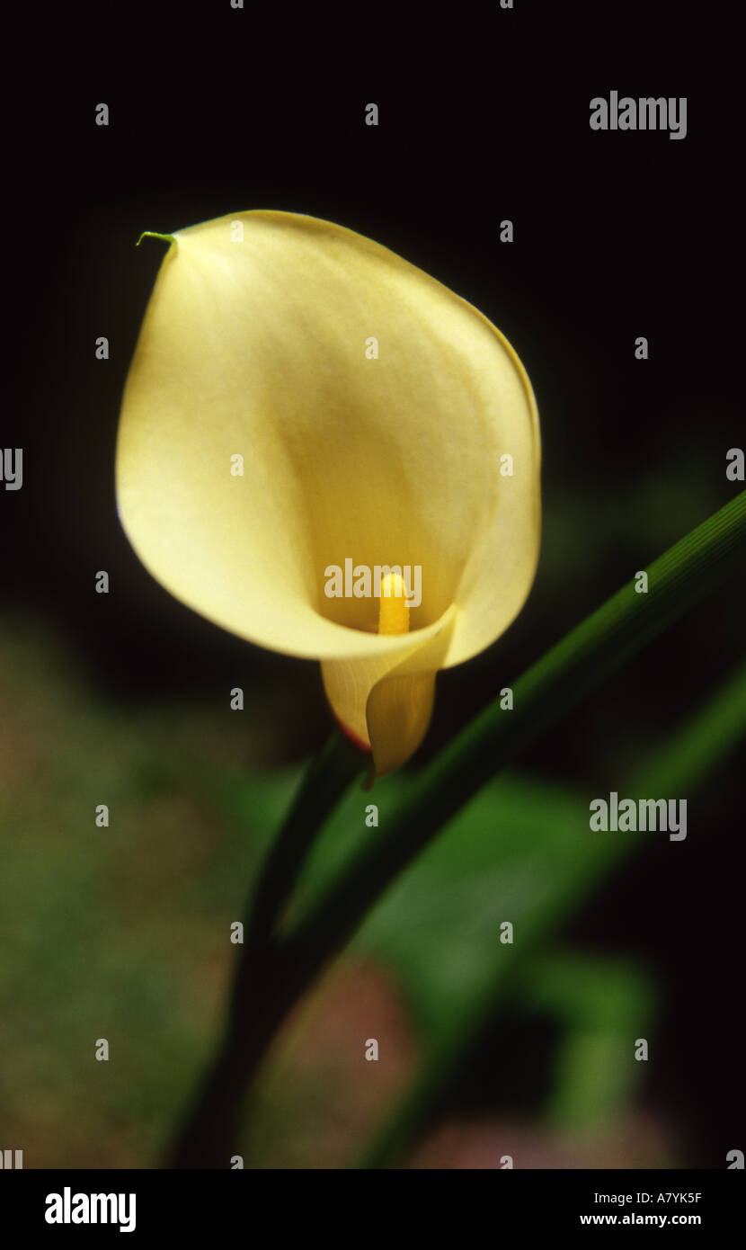 cream calla lily Stock Photo - Alamy