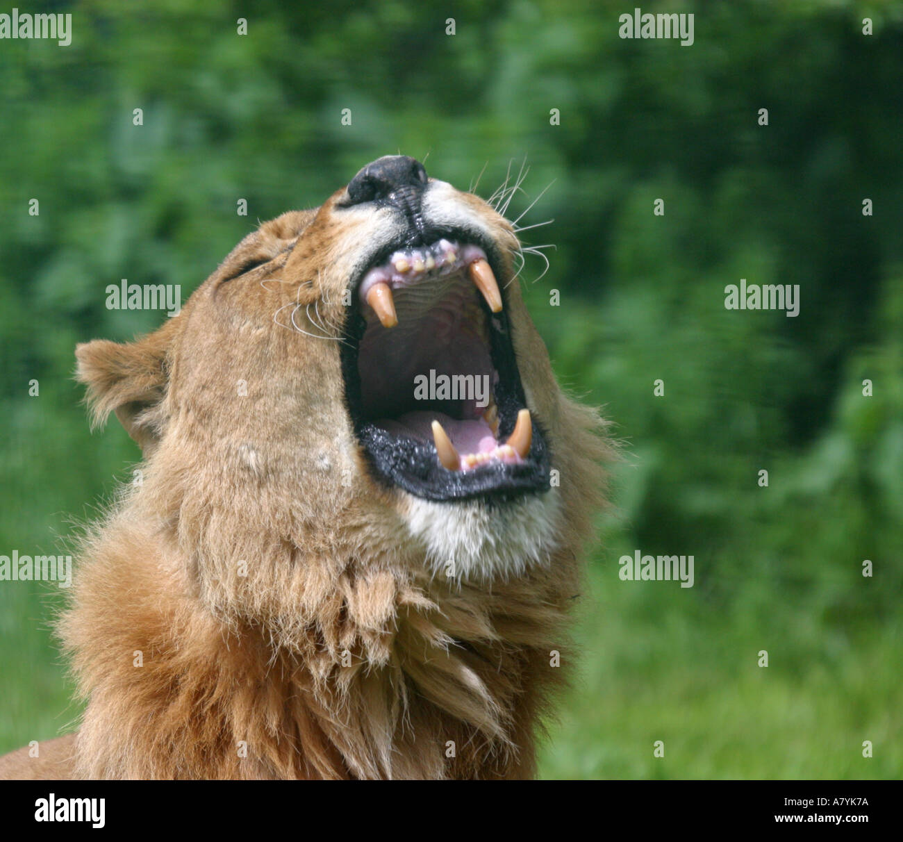 Roaring lion hi-res stock photography and images - Alamy