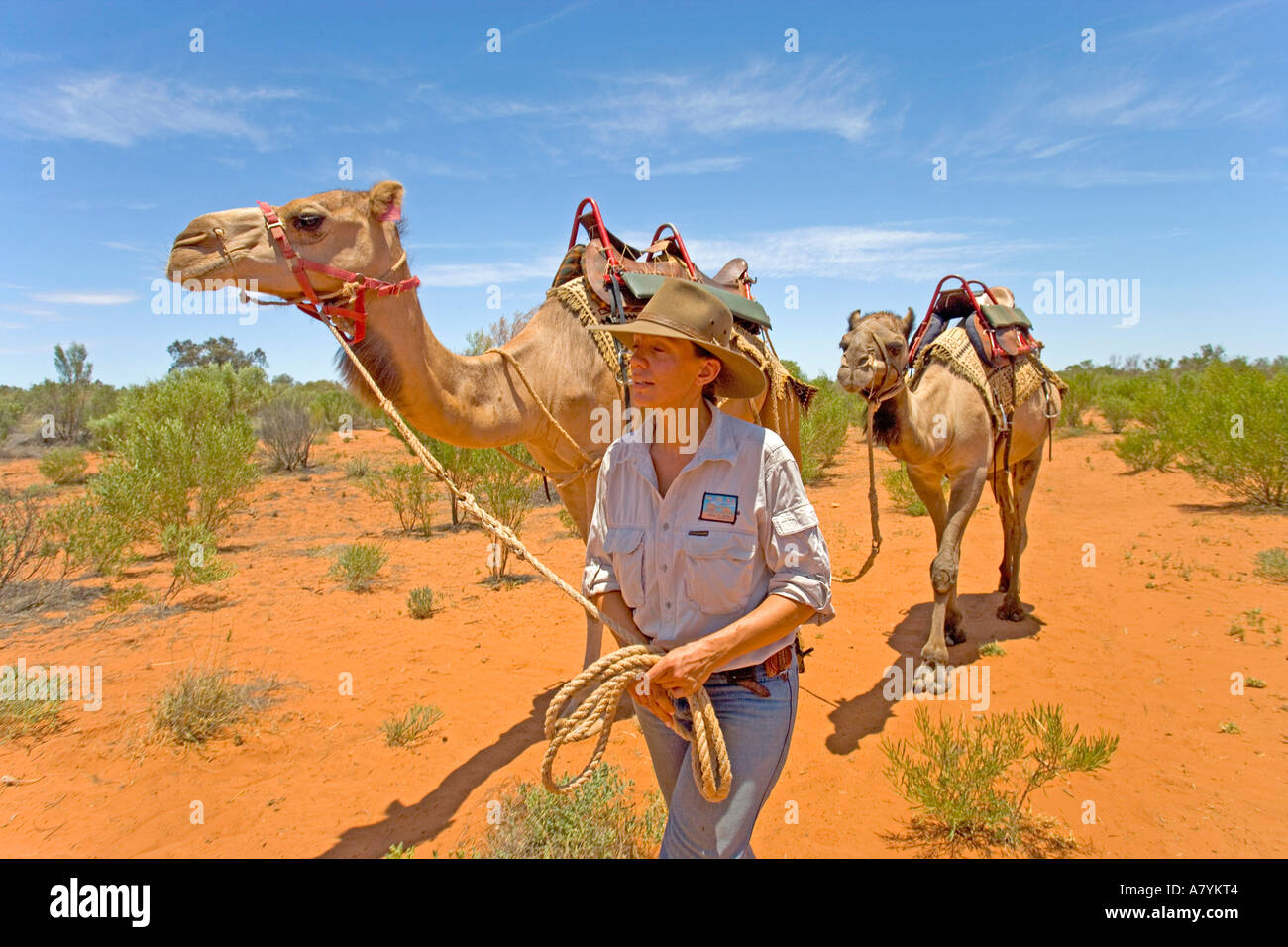Australian camel hi-res stock photography and images - Alamy