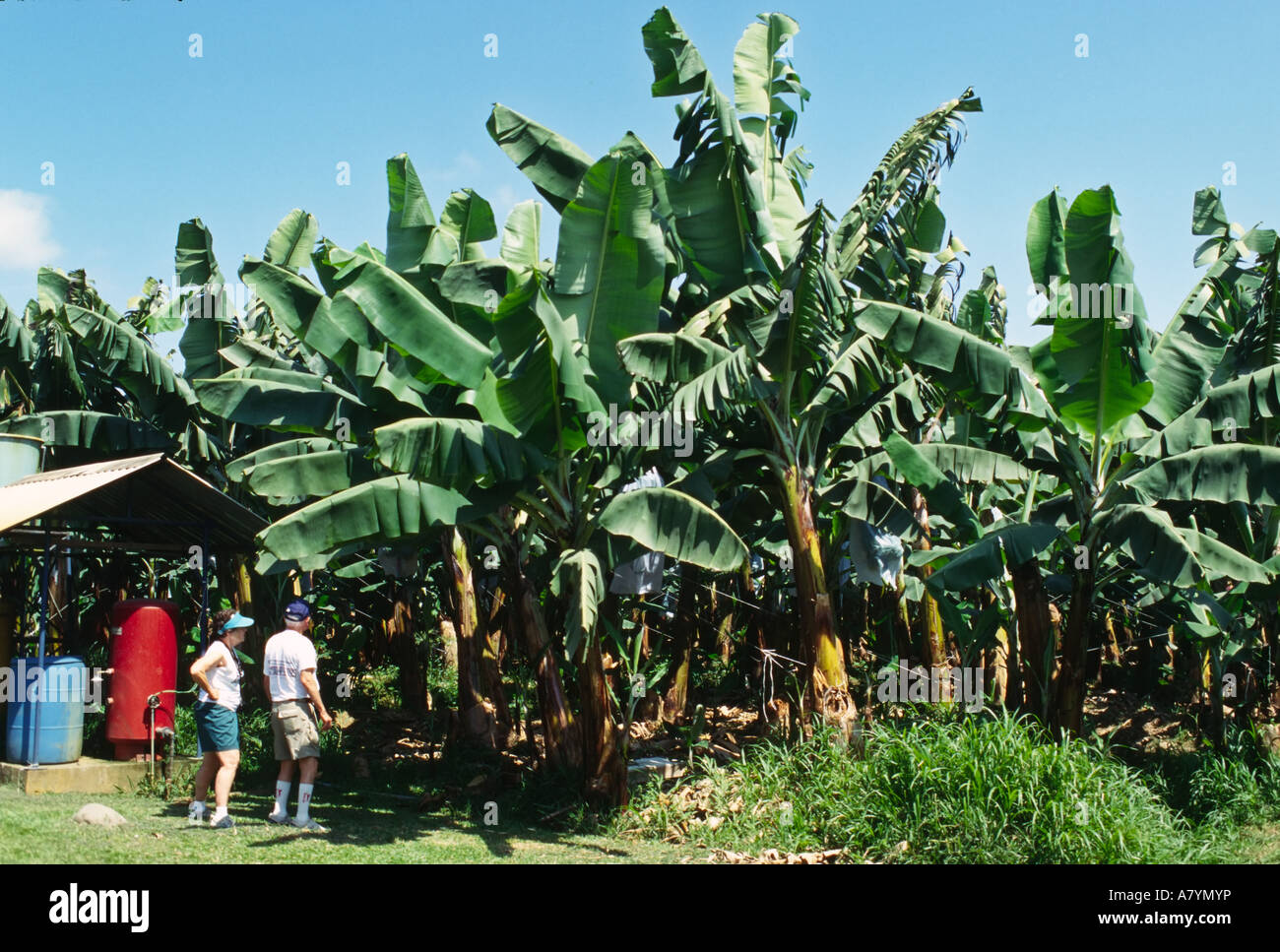 Banana trees in costa rica hires stock photography and images Alamy