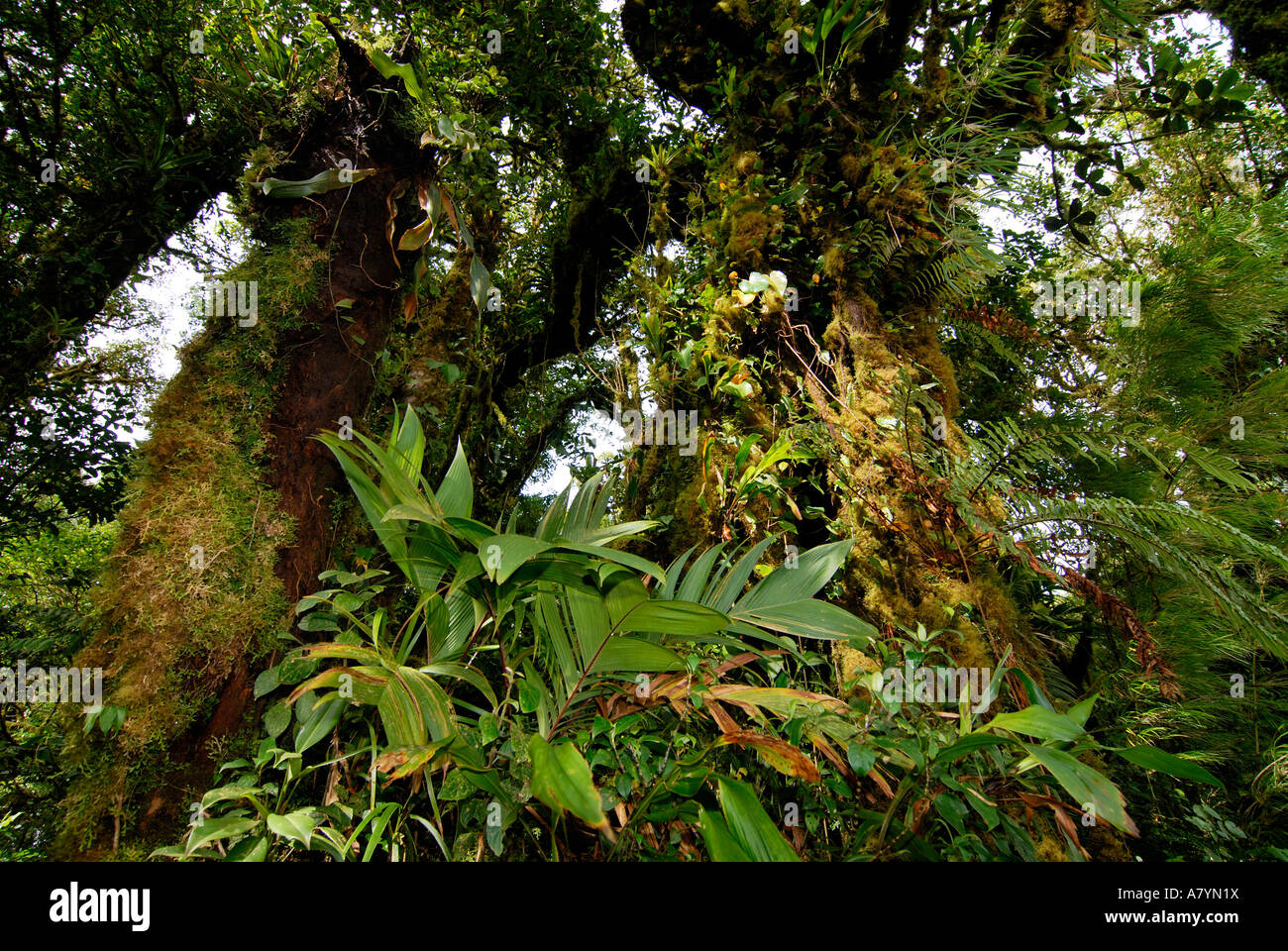 Costa Rica, Monteverde cloud forest epiphytes Stock Photo