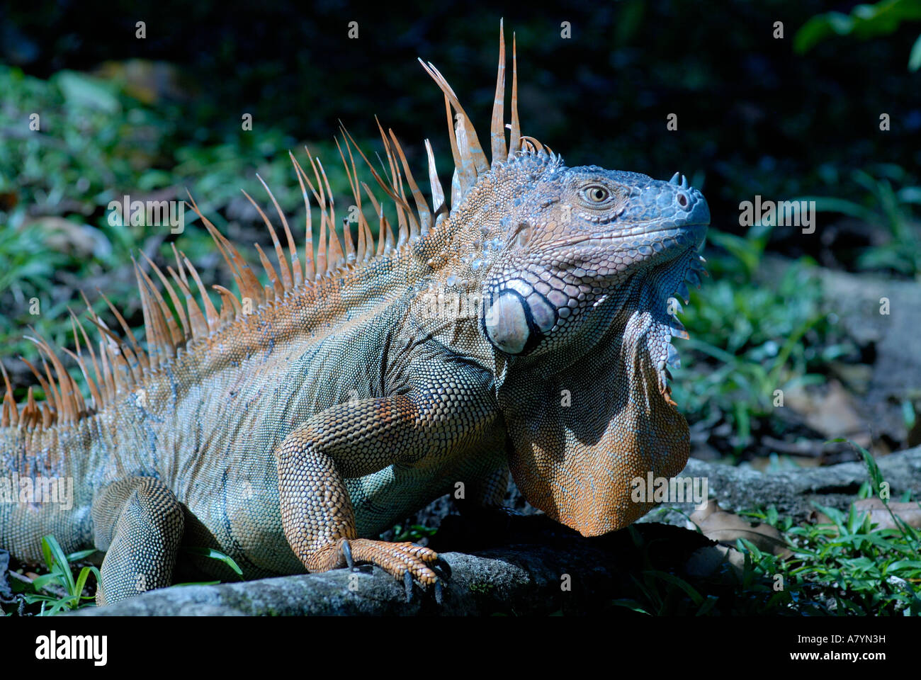 Costa Rica, Tortuguero, green iguana male in mating color Stock Photo ...