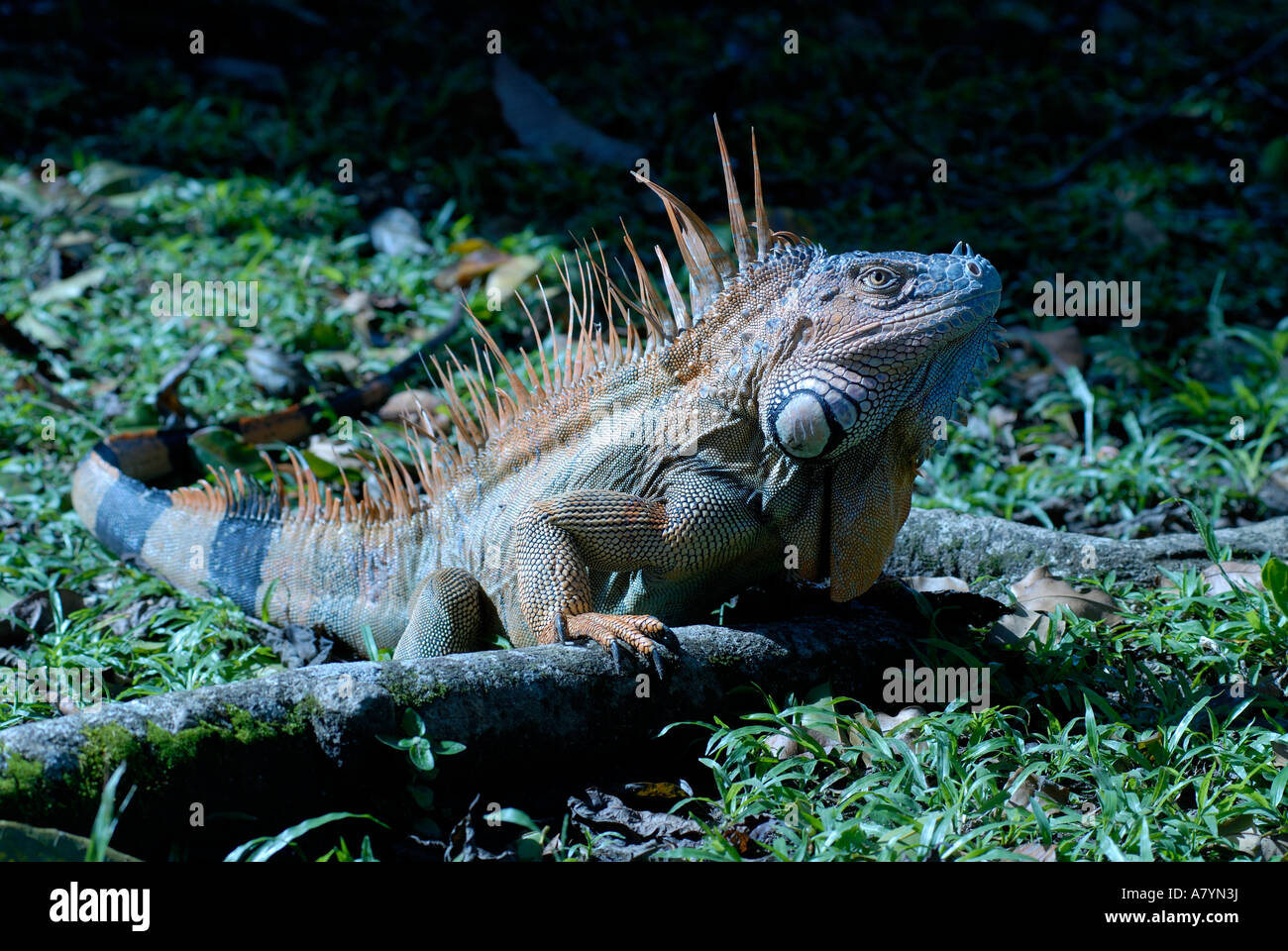 Costa Rica, Tortuguero, green iguana male in mating color Stock Photo