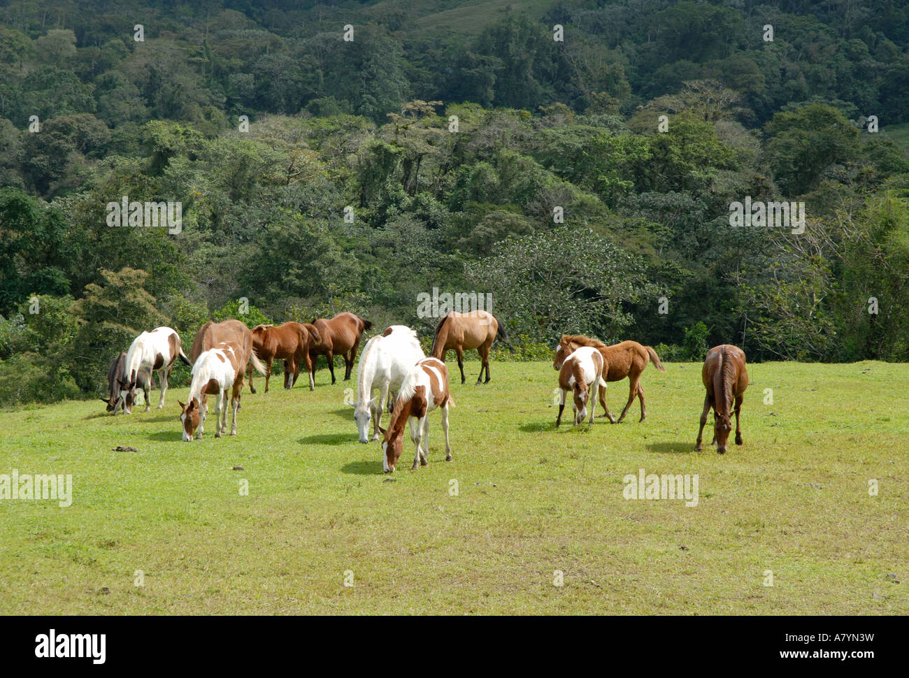 Costa Rica Arenal Horses Grazing In Field Surrounded By Rainforest Stock Photo Alamy