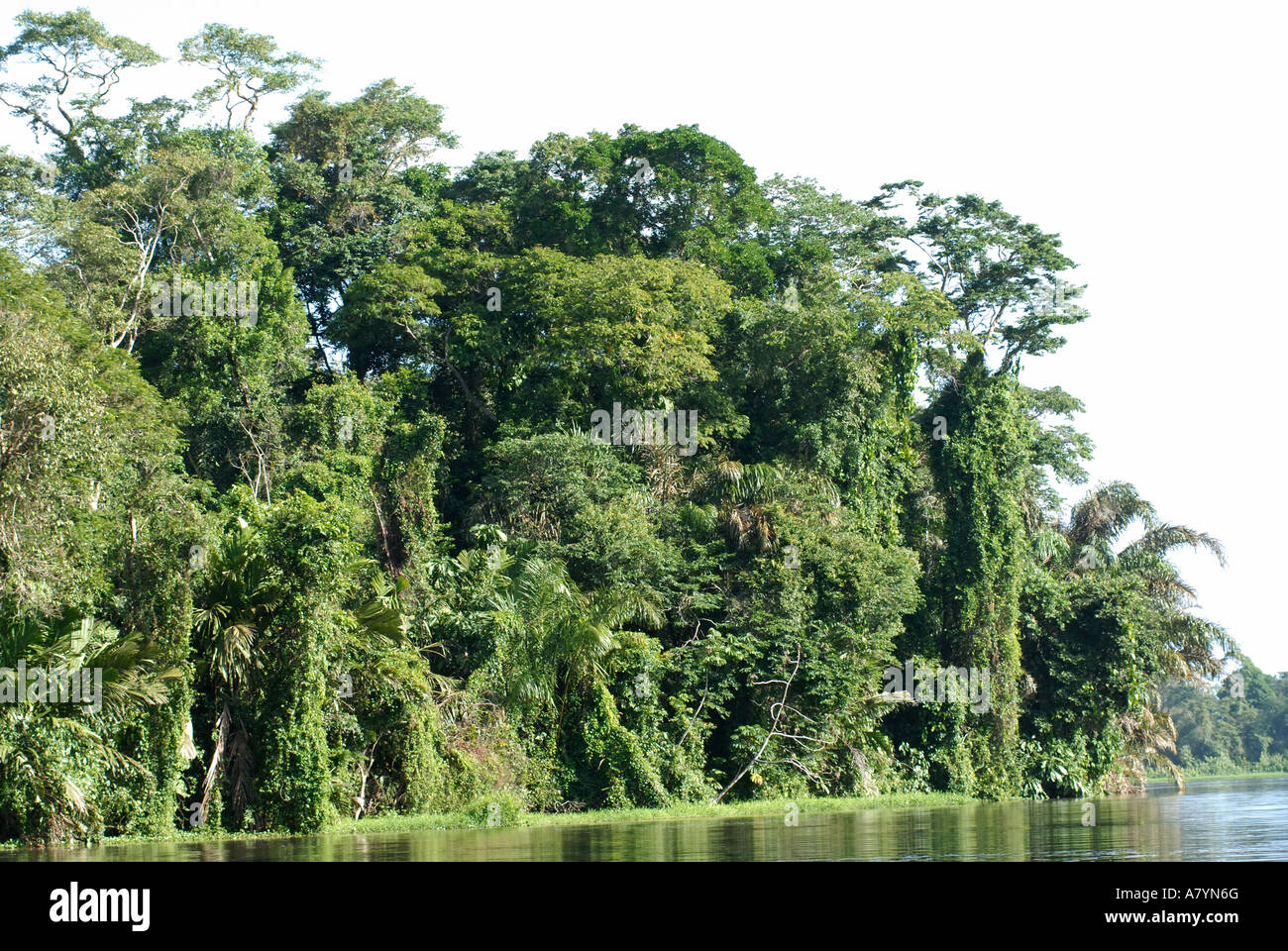 Costa Rica, Torteguero, view of rainforest from river showing structure and complexity of rainforest Stock Photo