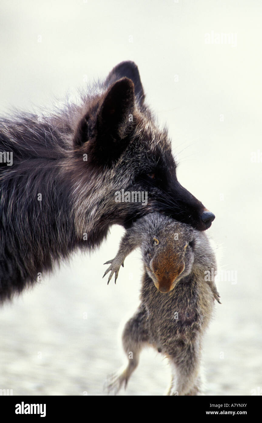 USA, Alaska, Denali National Park, Red Fox (Vulpes vulpes) feeds on Arctic Ground Squirrel (Spermophilus parryii) Stock Photo