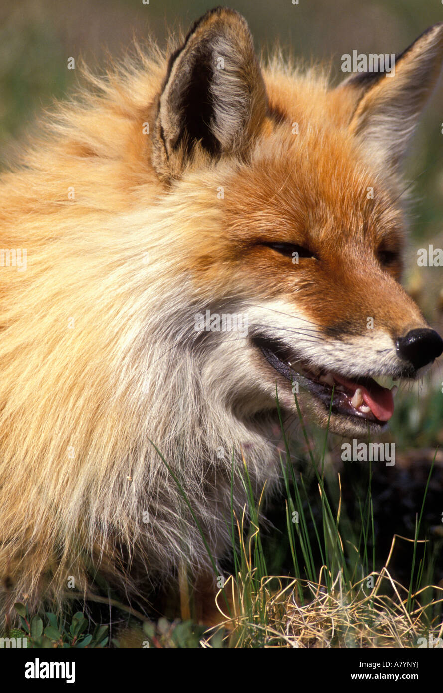 USA, Alaska, Denali National Park, Red Fox (Vulpes vulpes) rests in spring sunshine in Thorofare Pass Stock Photo