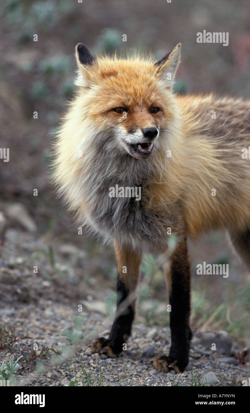 USA, Alaska, Denali National Park, Red Fox (Vulpes vulpes) standing at edge of dirt road near Stony Dome Stock Photo