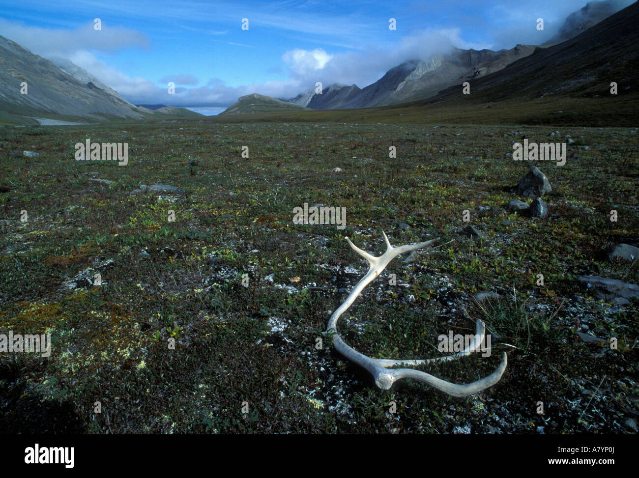 USA, Alaska, Gates of the Arctic National Park, Caribou (Rangifer