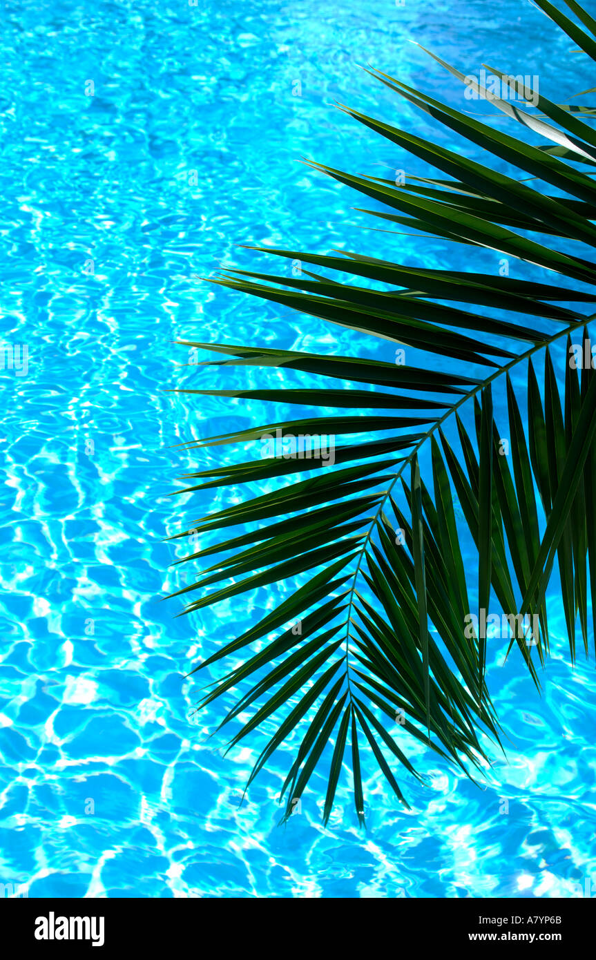tropical palm frond hangs over swimming pool Stock Photo