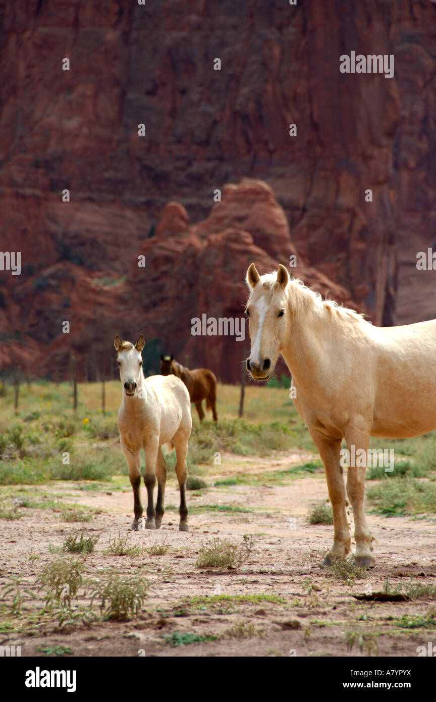 Arizona, Navajo Indian Reservation, Chinle, Canyon de Chelly National
