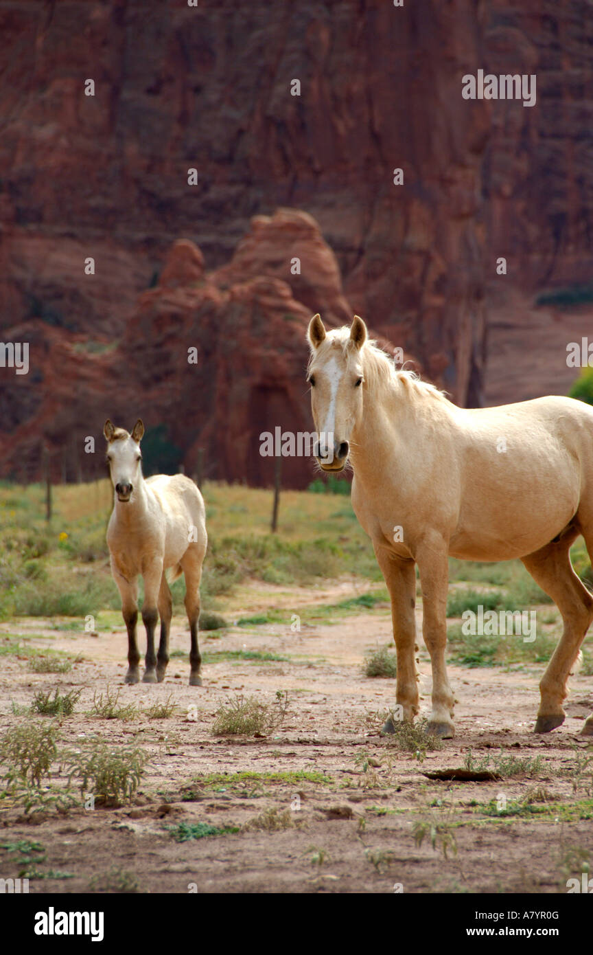 Navajo indian horse hi-res stock photography and images - Alamy