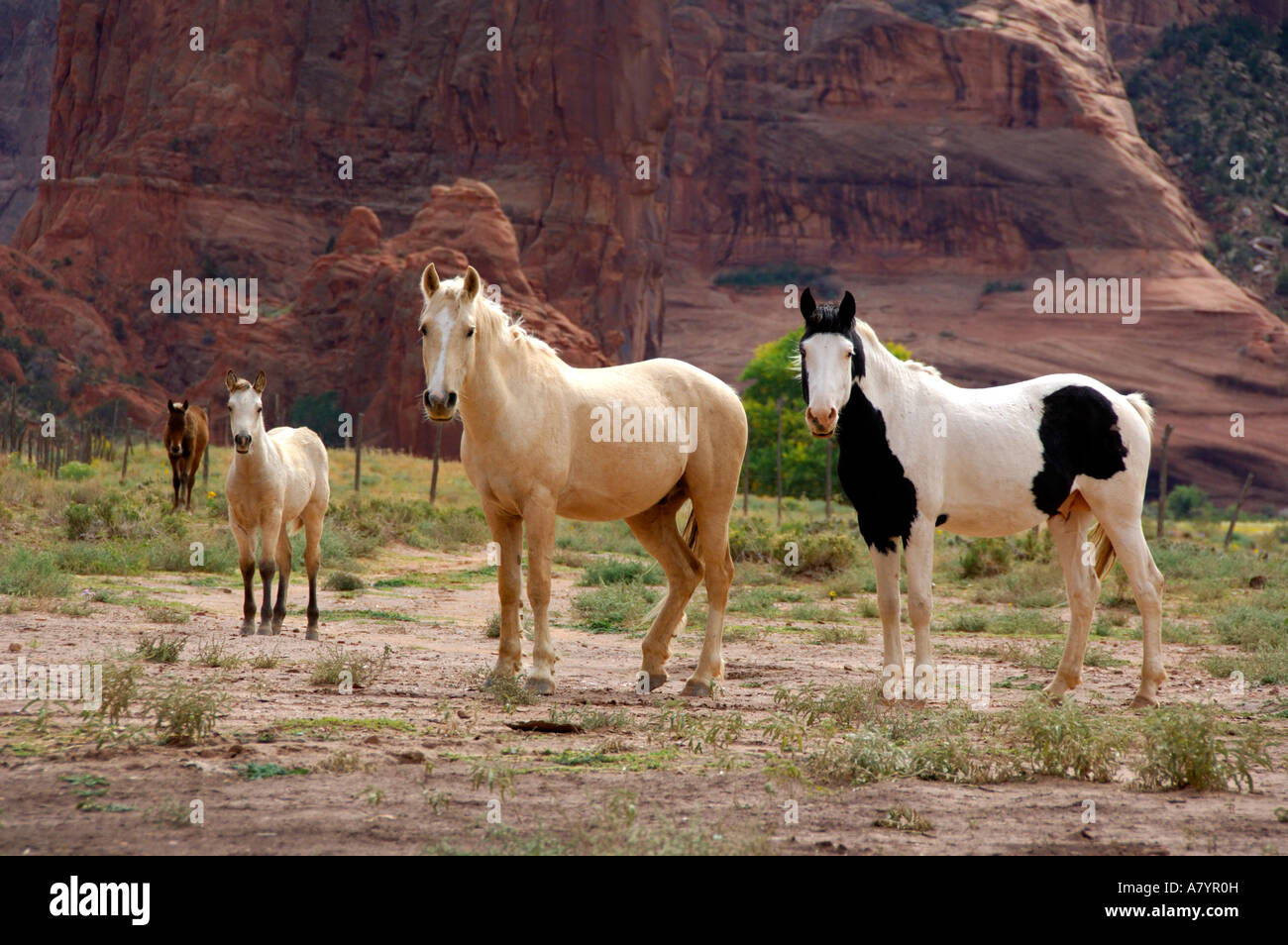 Arizona, Navajo Indian Reservation, Chinle, Canyon de Chelly National