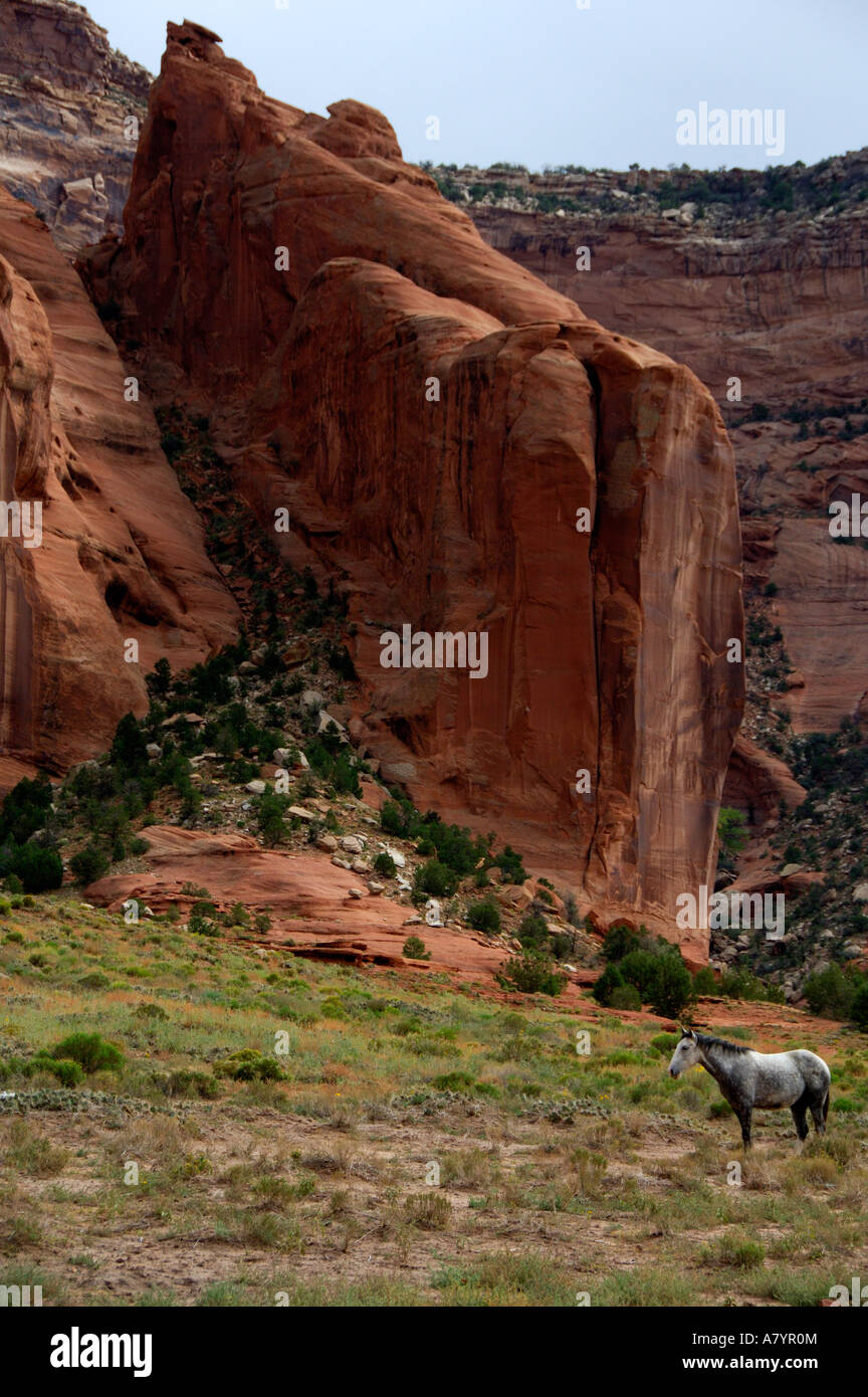 Arizona, Navajo Indian Reservation, Chinle, Canyon de Chelly National