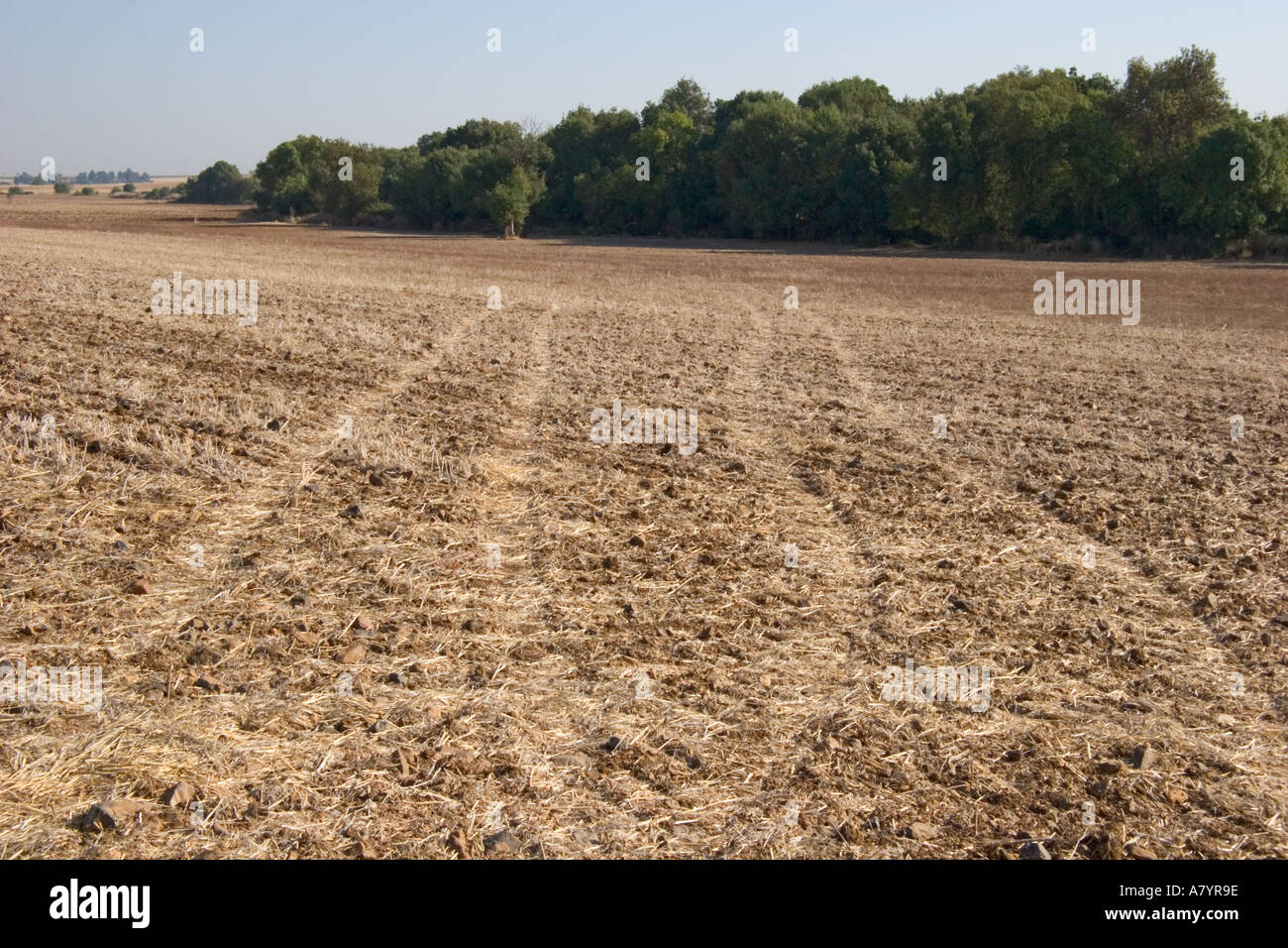 Fallow land plant hi-res stock photography and images - Alamy