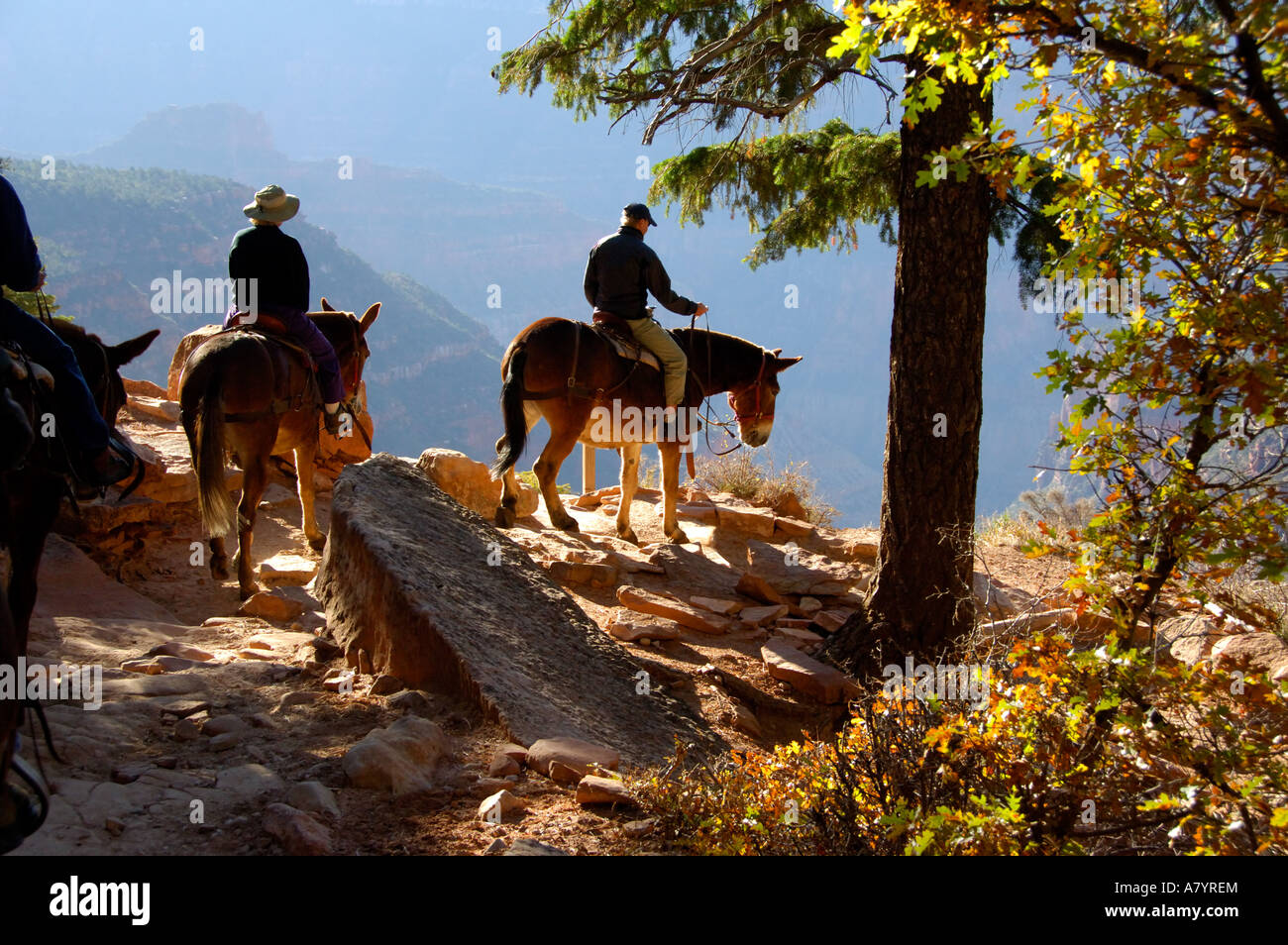 North America, USA, Arizona, Grand Canyon National Park, North Rim ...