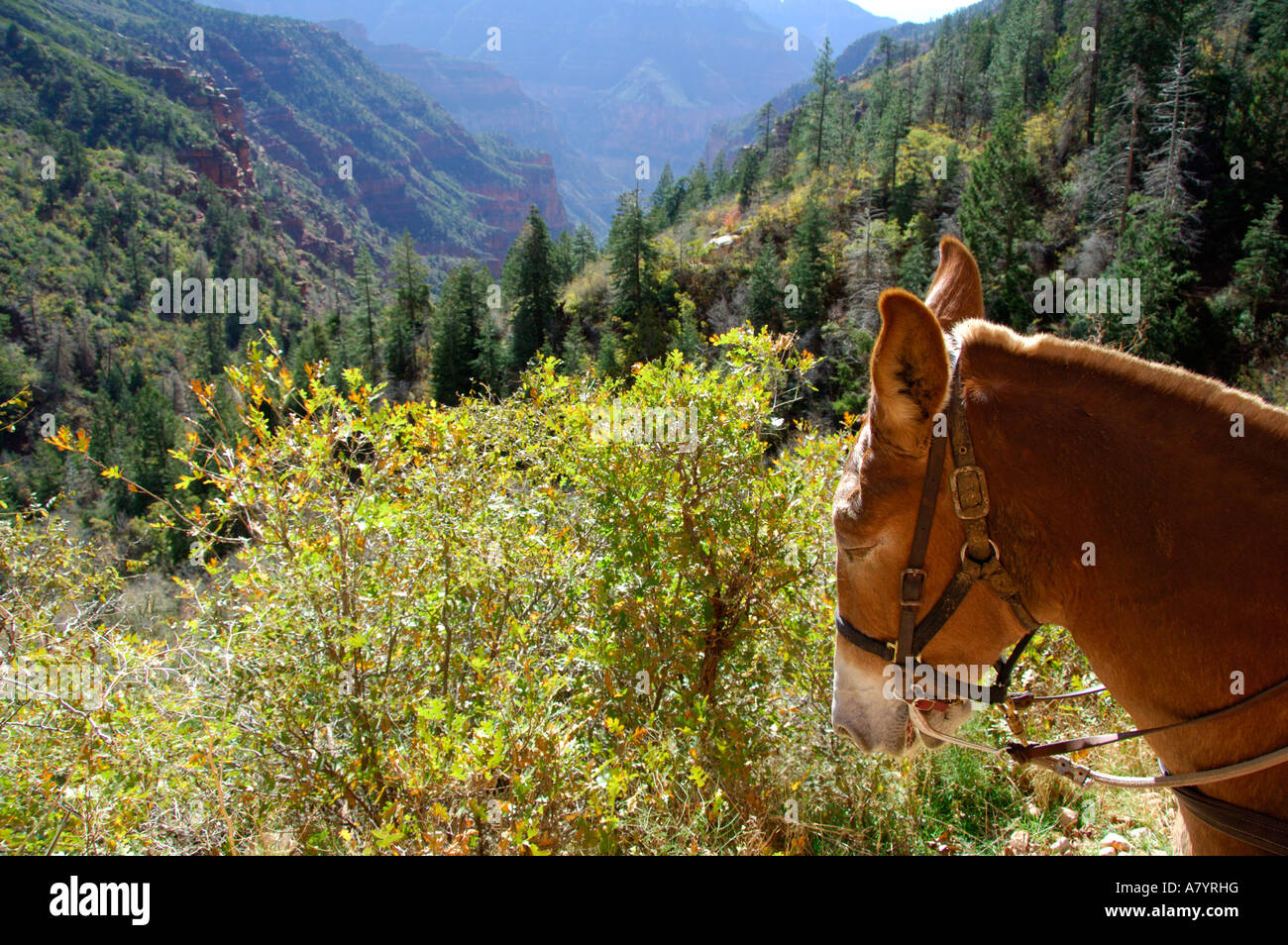 North America, USA, Arizona, Grand Canyon National Park, North Rim ...