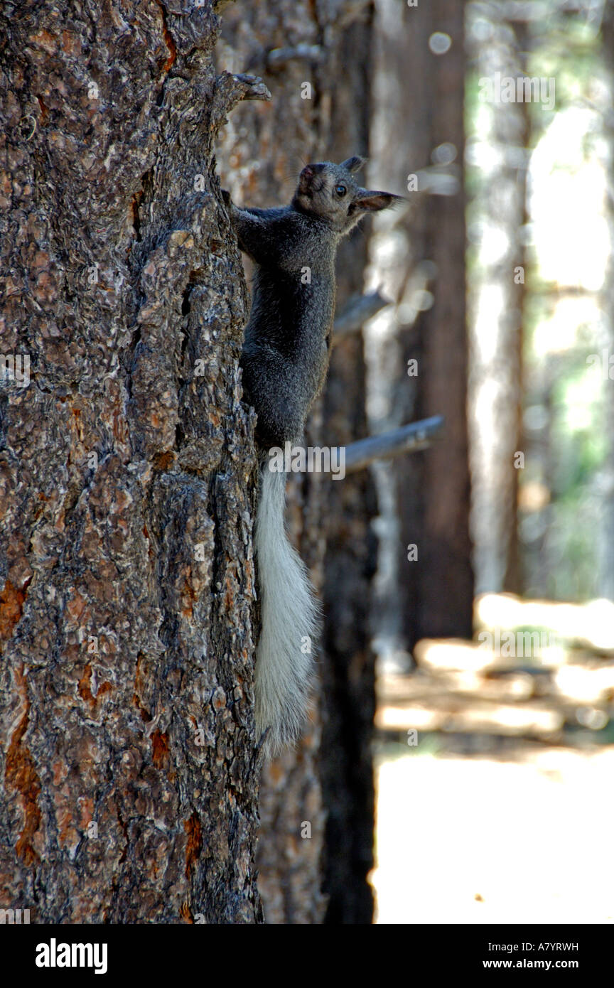 Arizona, Grand Canyon NP, North Rim. Kaibab squirrel, aka tassel-eared squirrel, (Sciurus aberti kaibabensis). Rare & endemic. Stock Photo