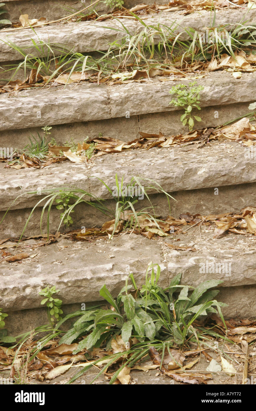 Weeds growing up hi-res stock photography and images - Alamy
