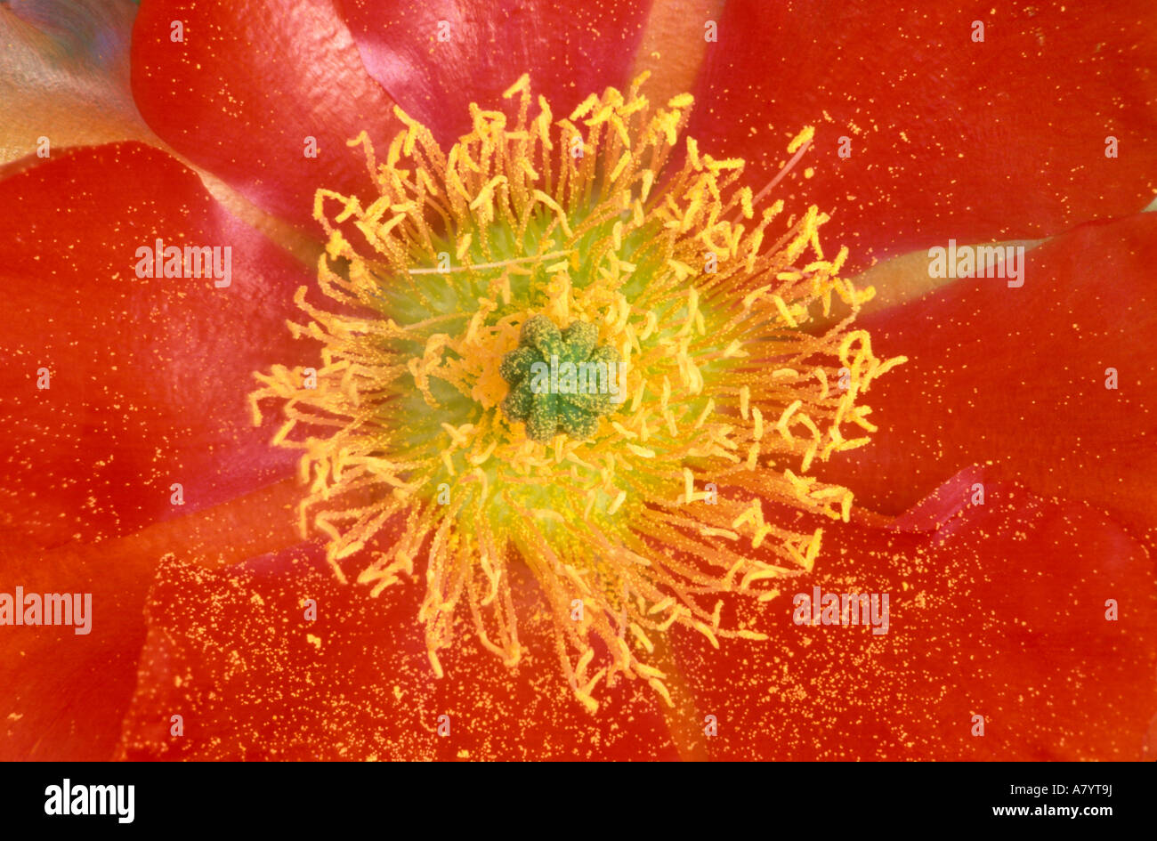 N.A., USA, Arizona, Casa Grande, NM, Desert Prickly Pear Cactus Flower (Opuntia phaeacantha) Stock Photo