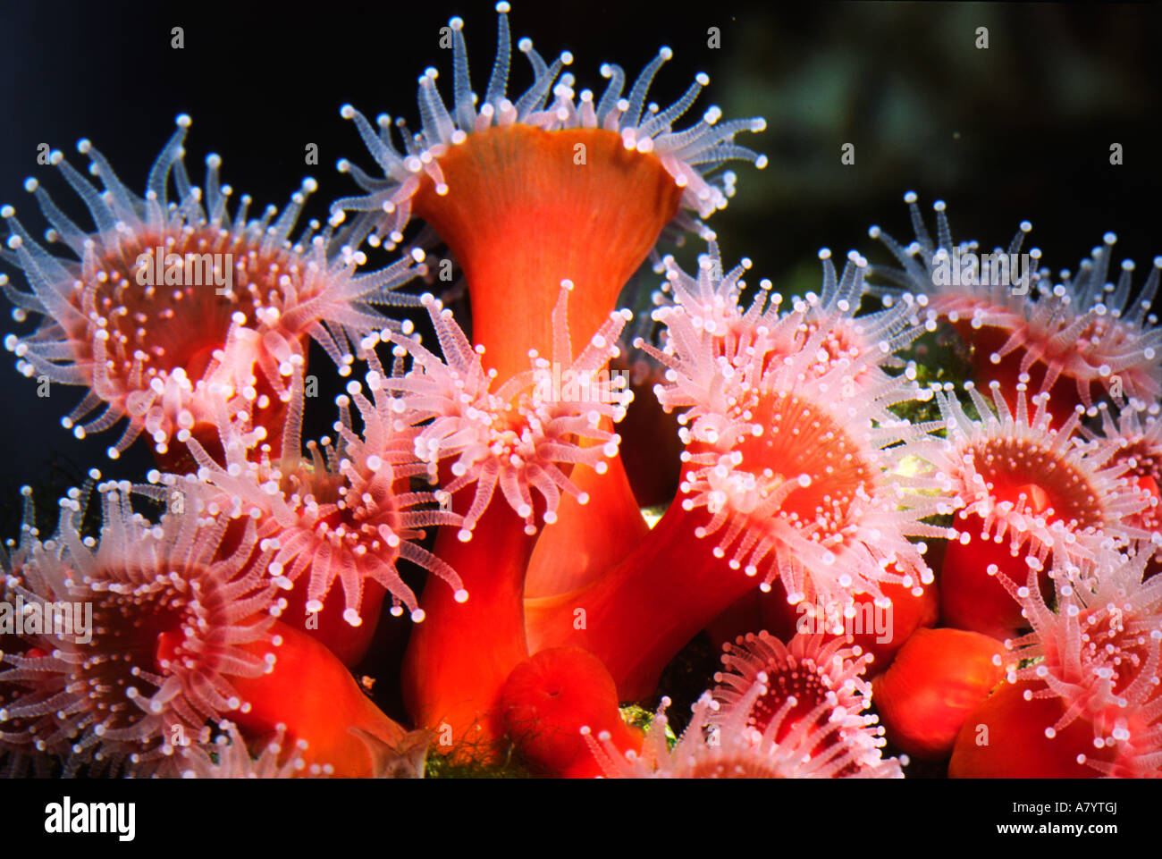North America, USA, California. Strawberry anemone (Corynactis californica) cluster Stock Photo