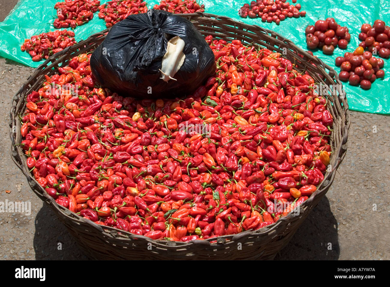 Giant West African live tiger snails on a bowl of fresh chilli peppers for sale in Bogoso open air food market Western Ghana Stock Photo