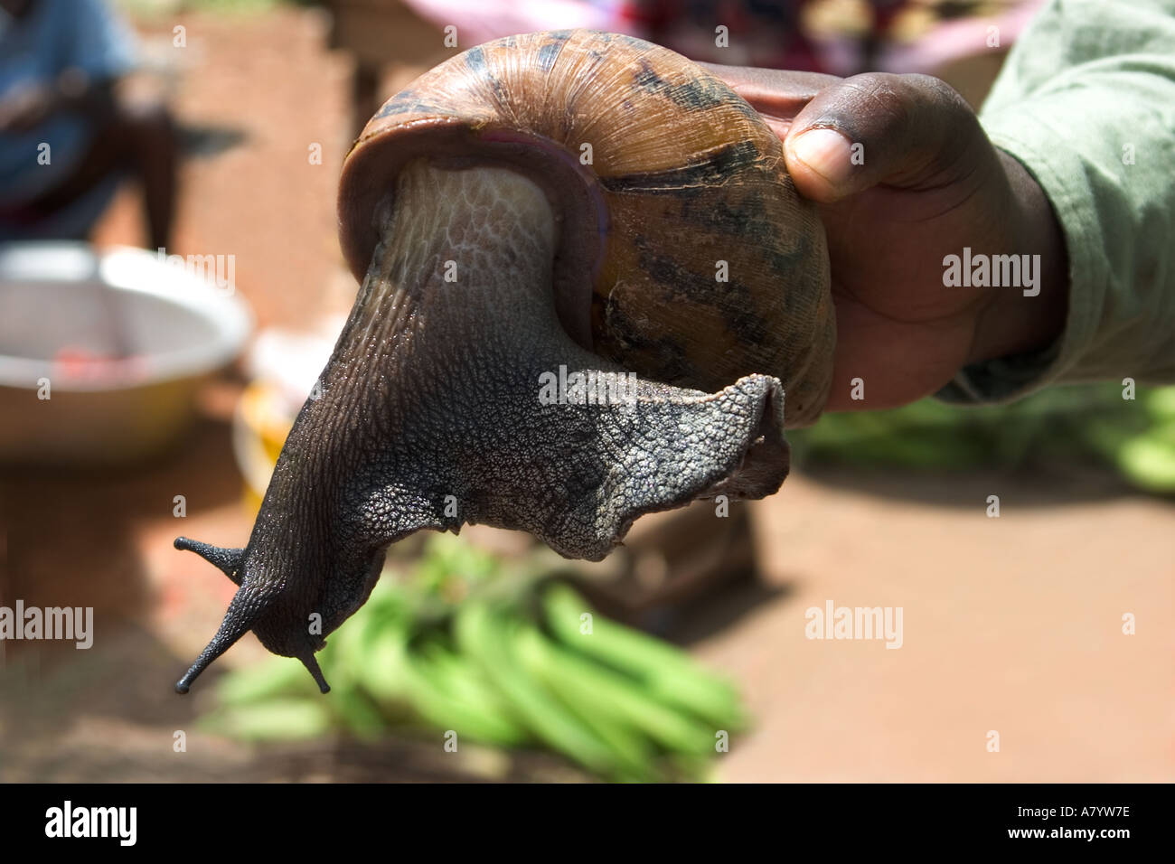 Close up of a giant West African tiger snail held in trader's hand, for sale in Bogoso open air food market, Western Ghana Stock Photo