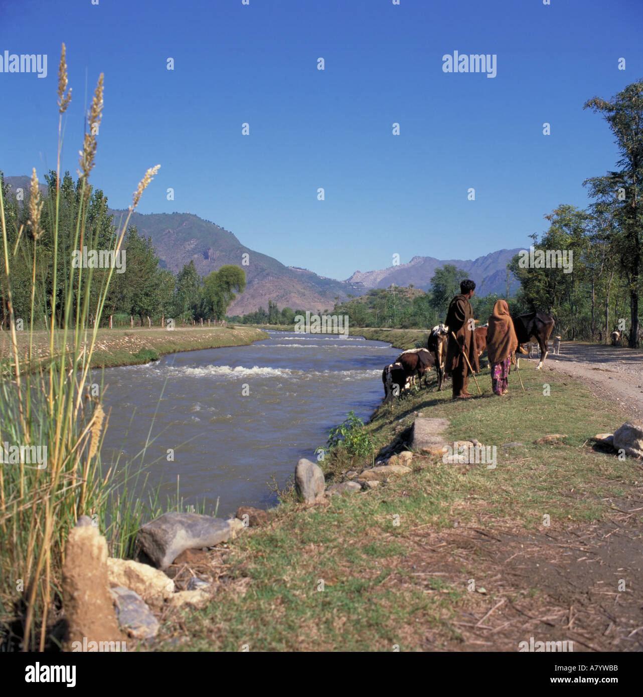 Farmer and son tending cattle beside the Swat Canal in the Swabi Valley  (formerly Northwest Frontier Province), Khyber Pakhtunkhwa Province, Pakistan Stock Photo