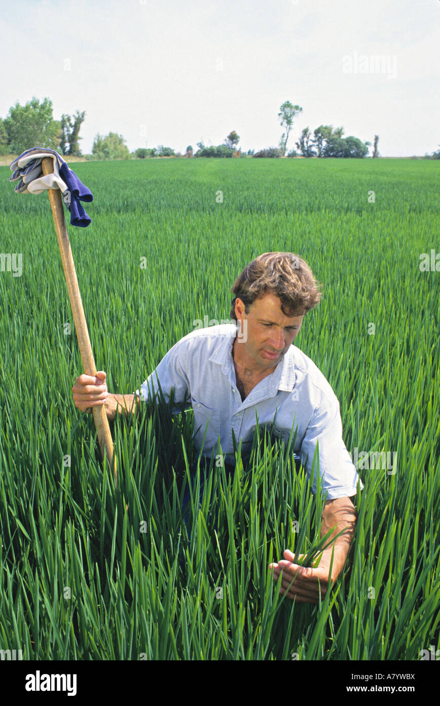 Farmer examining rice in field California (MR Stock Photo - Alamy