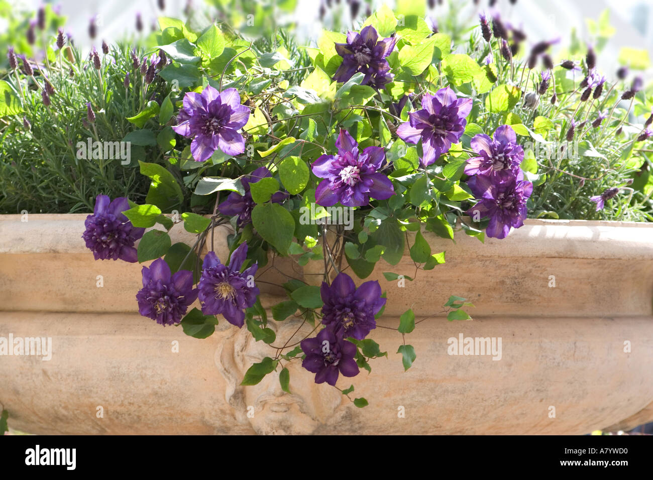 Clematis with lavender trailing over an antique urn Stock Photo