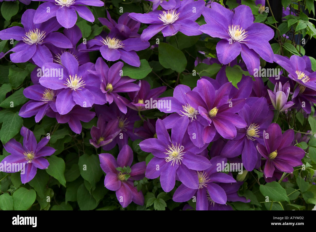 Hybrid Purple Clematis Stock Photo