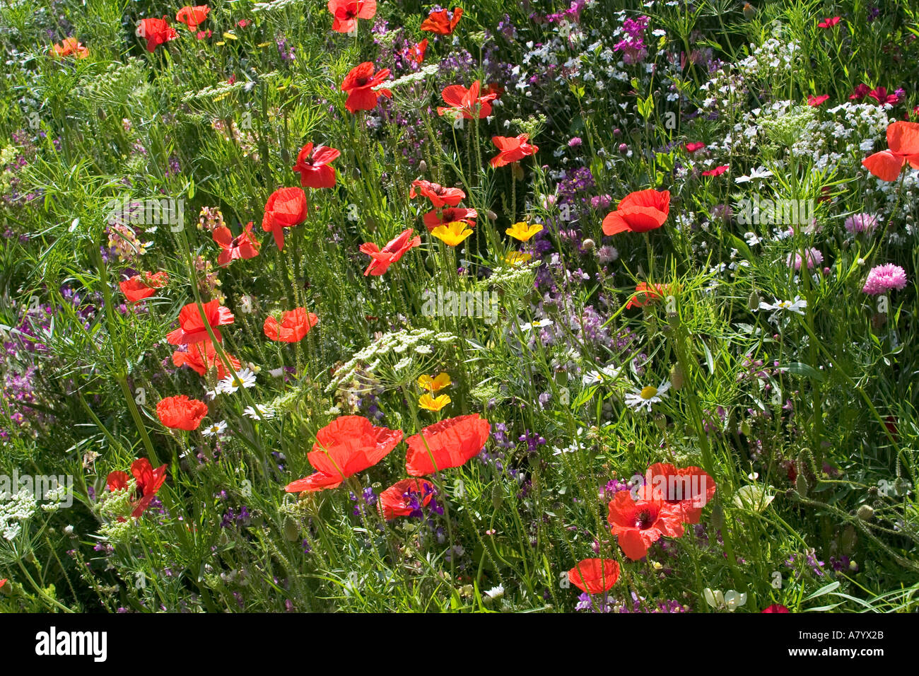 British wild flowers on meadowbank Stock Photo