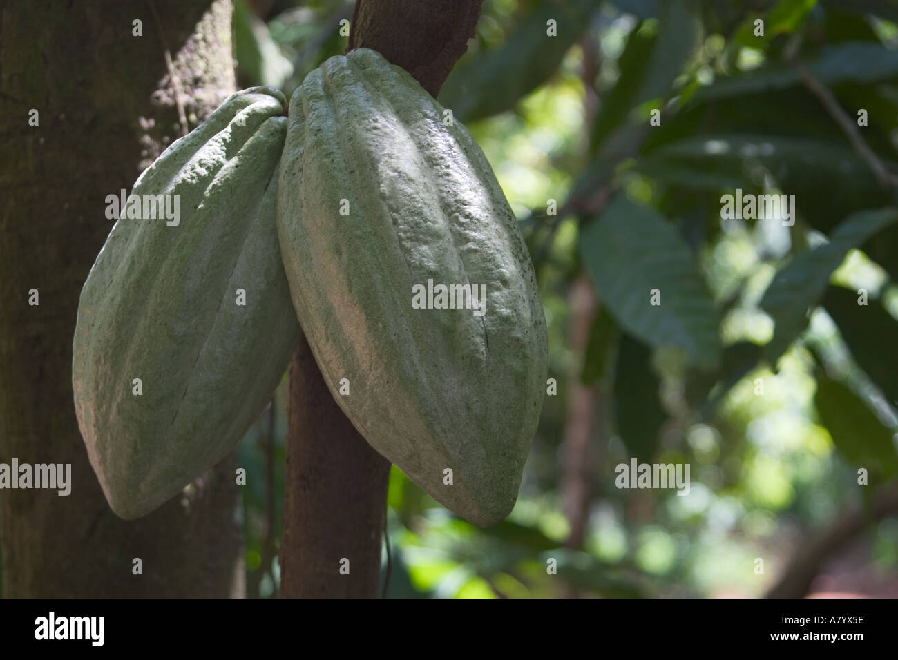 Cocoa pods growing on tree in West African forest farm Ghana Stock
