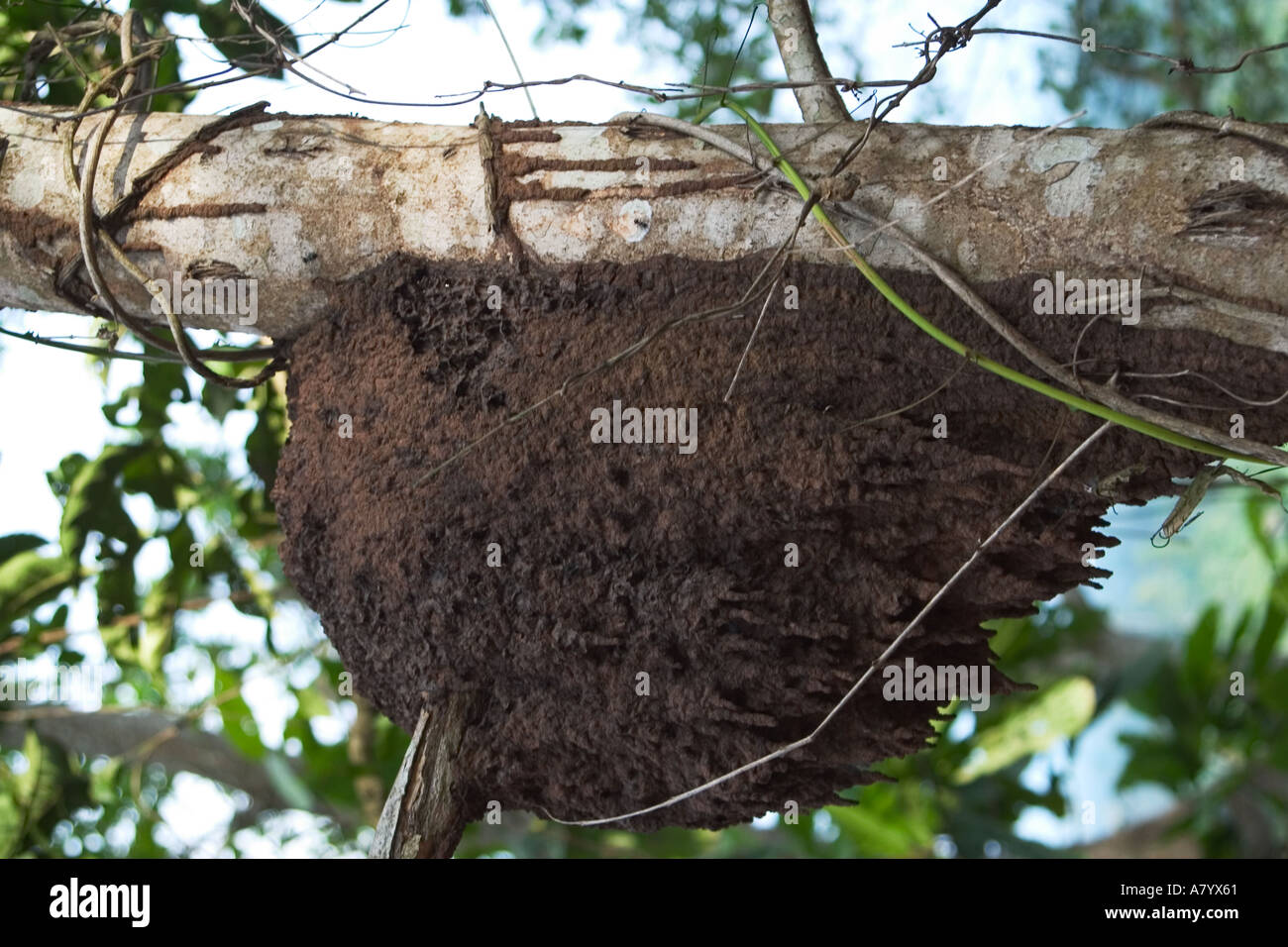 Ants nest on branch of tree in West African rain forest Ghana Stock