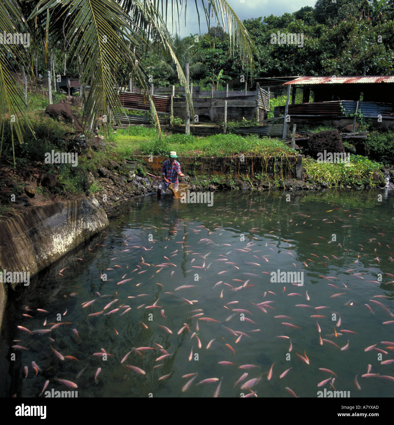 Fish farmer tending Koi Carp at fish farm in Tawau Sabah Malaysia SE