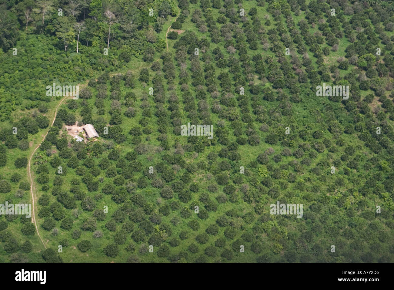 Aerial view of coffee plantation in Ghana West Africa Stock Photo