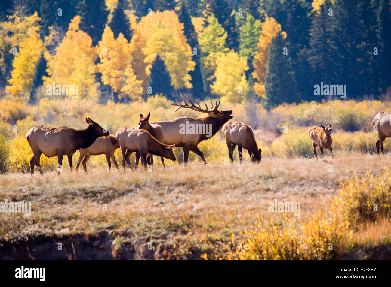 Elk in Rocky Mountain National Park, Colorado Stock Photo - Alamy