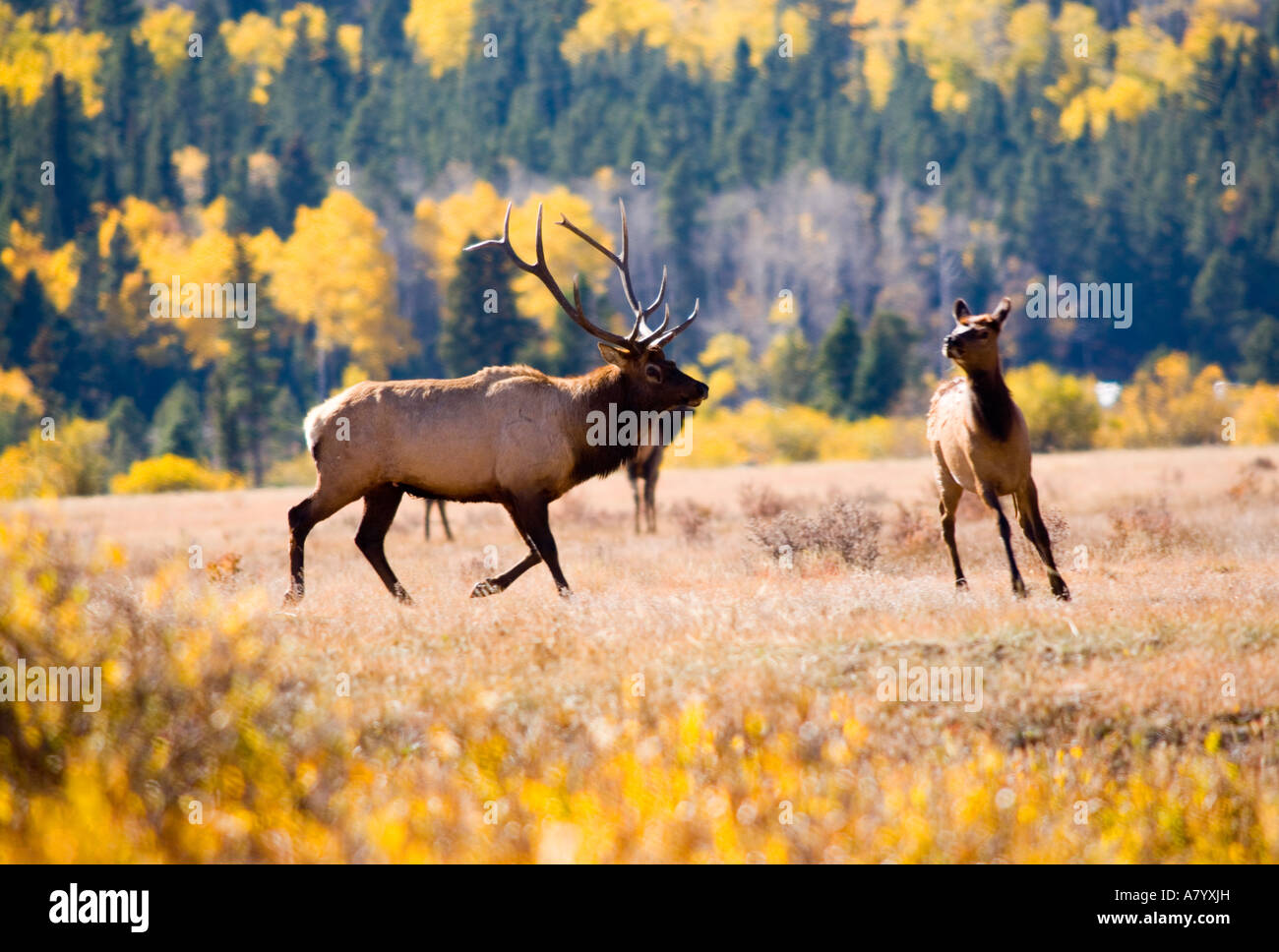 Elk in Rocky Mountain National Park, Colorado Stock Photo - Alamy