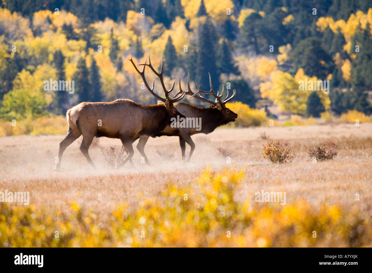 Elk in Rocky Mountain National Park, Colorado Stock Photo - Alamy