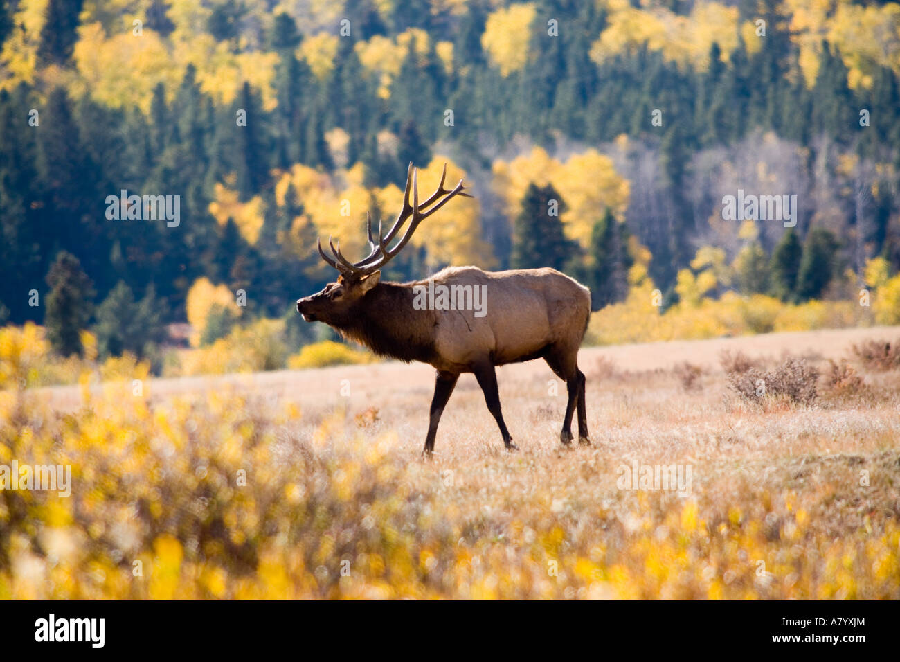 Elk in Rocky Mountain National Park, Colorado Stock Photo - Alamy