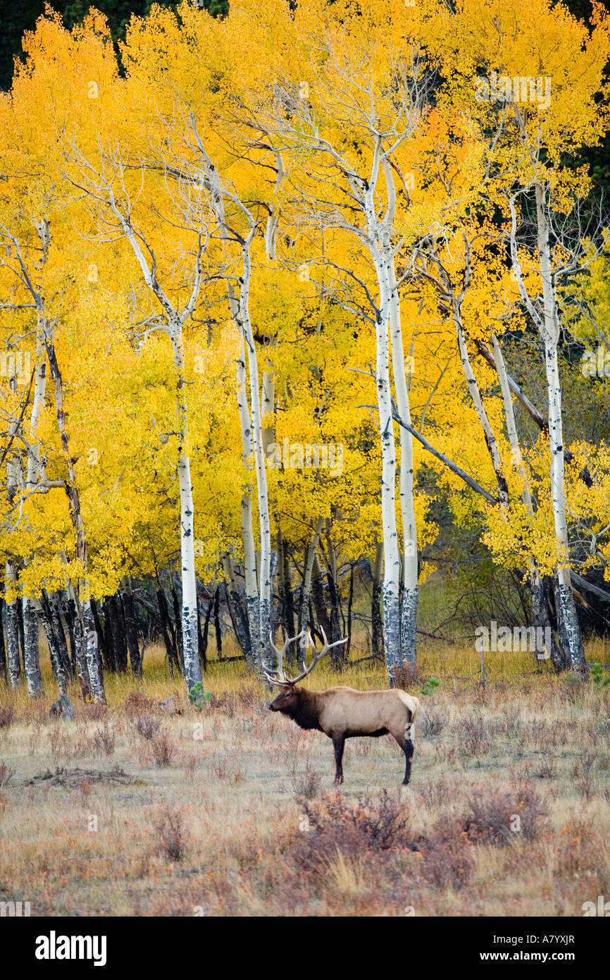 Elk in Rocky Mountain National Park, Colorado Stock Photo - Alamy