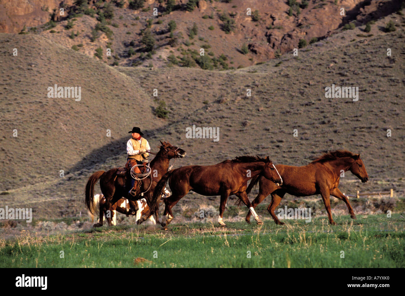 United States Wyoming Cody City Double Diamond X Ranch Horse Stock Photo Alamy