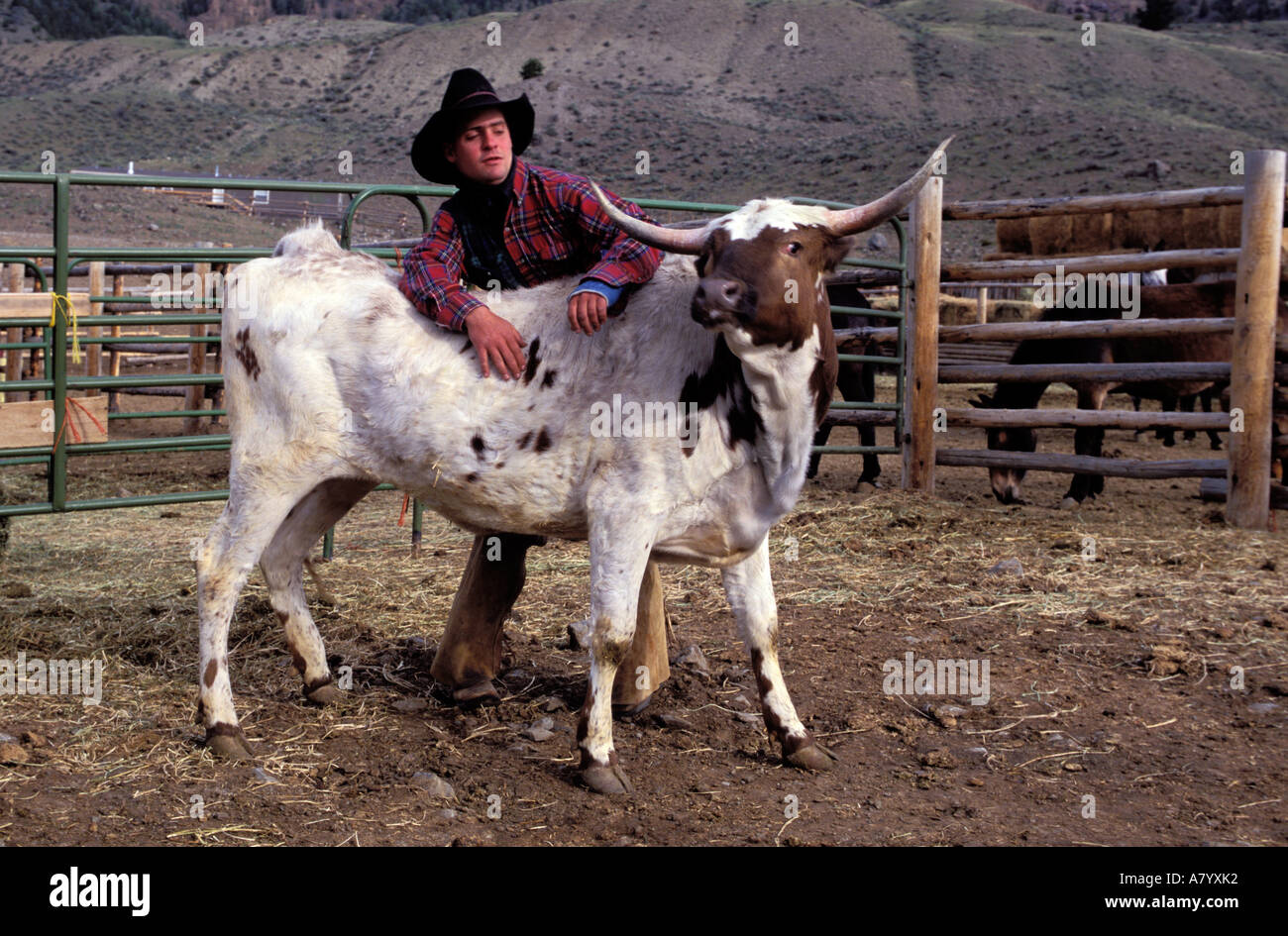 United States, Wyoming, Cody, dude ranch, Double Diamond X ranch, wrangler and a long horn cow Stock Photo
