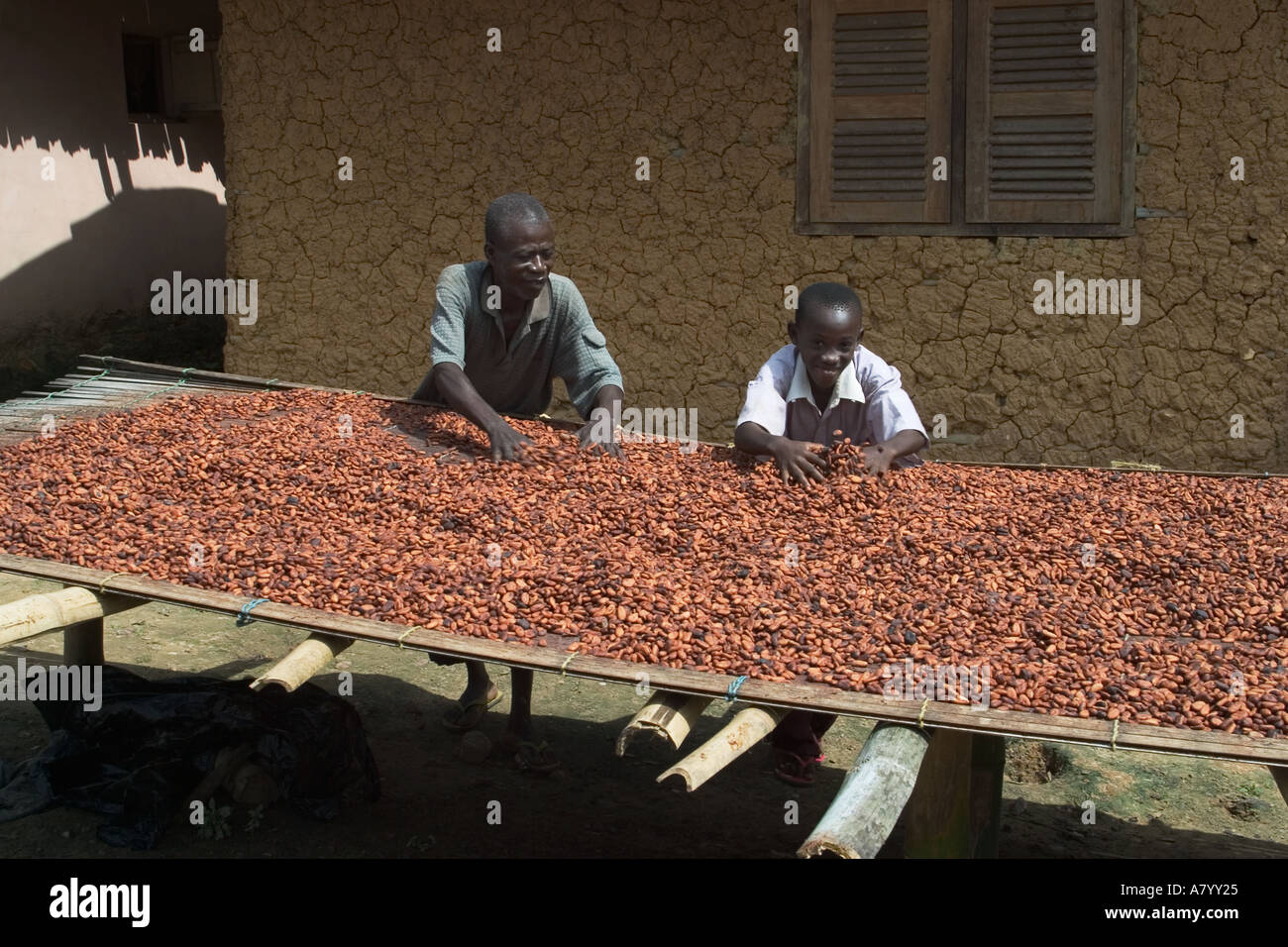 Cocoa in ghana hires stock photography and images Alamy