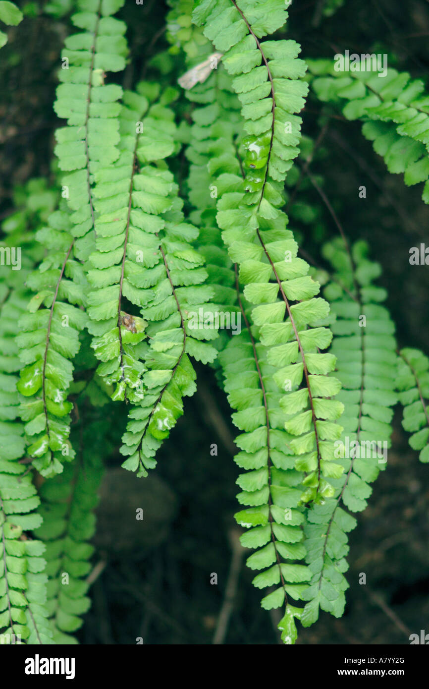 Maidenhair Spleenwort Fern, Asplenium trichomanes Stock Photo - Alamy