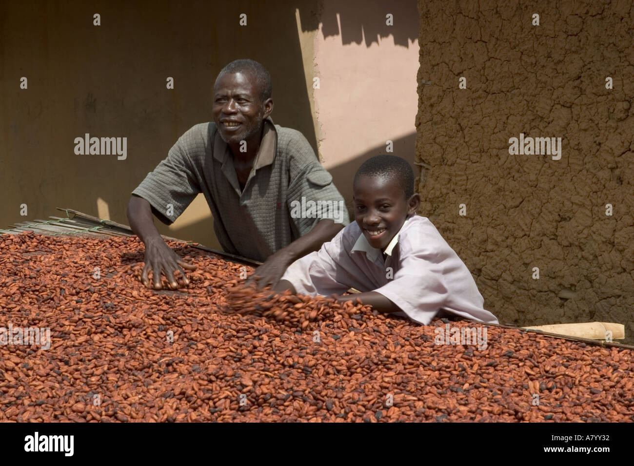 Fermented cocoa beans being turned over while being dried in Ghana West Africa Stock Photo