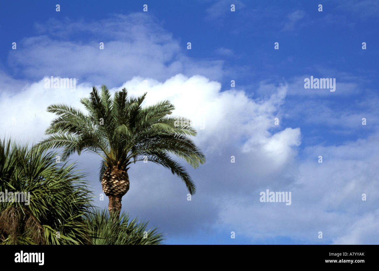 North America, USA, Georgia, Saint Simons Island. Palm and clouds Stock Photo