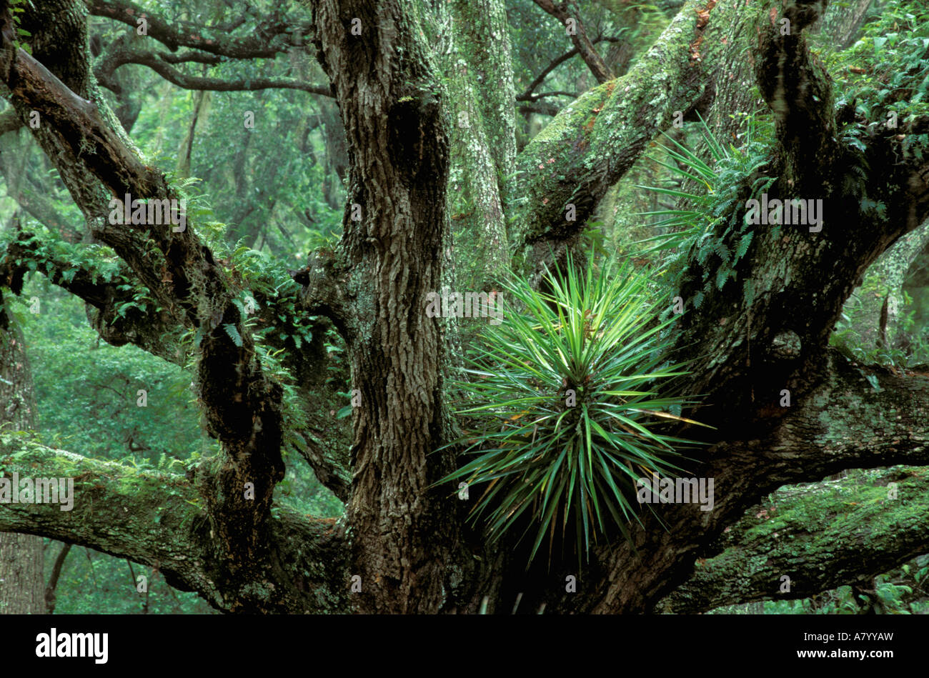 North America, USA, Georgia, Cumberland Island. Palmettos (Serenoa repens) Stock Photo