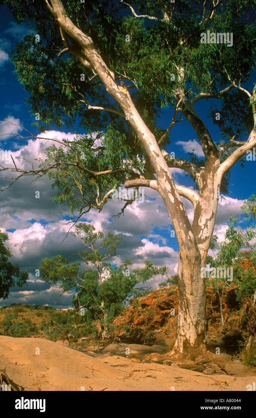 AUSTRALIA NORTHERN TERRITORY WEST MACDONNELL NATIONAL PARK Gum tree ...